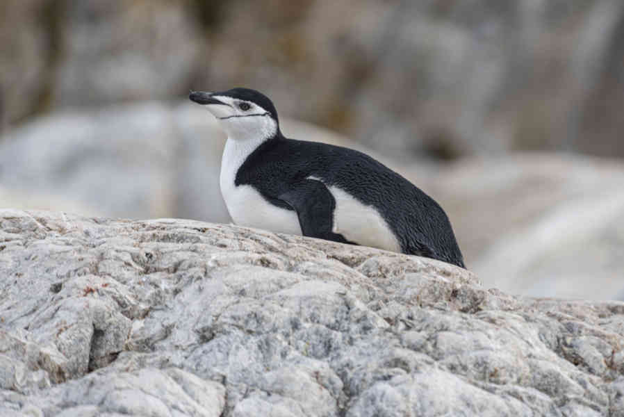Pingüino Chinstrap - Antártida 17.jpg